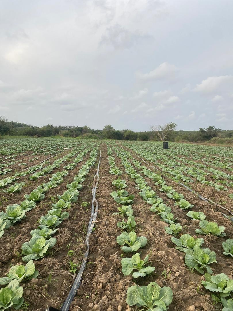 Expansion of Cassava and Maize Farms