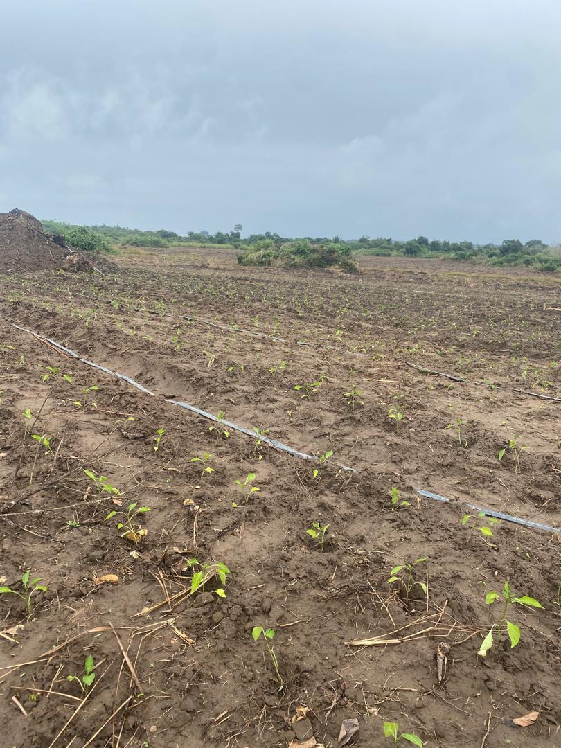 Drip Irrigation System