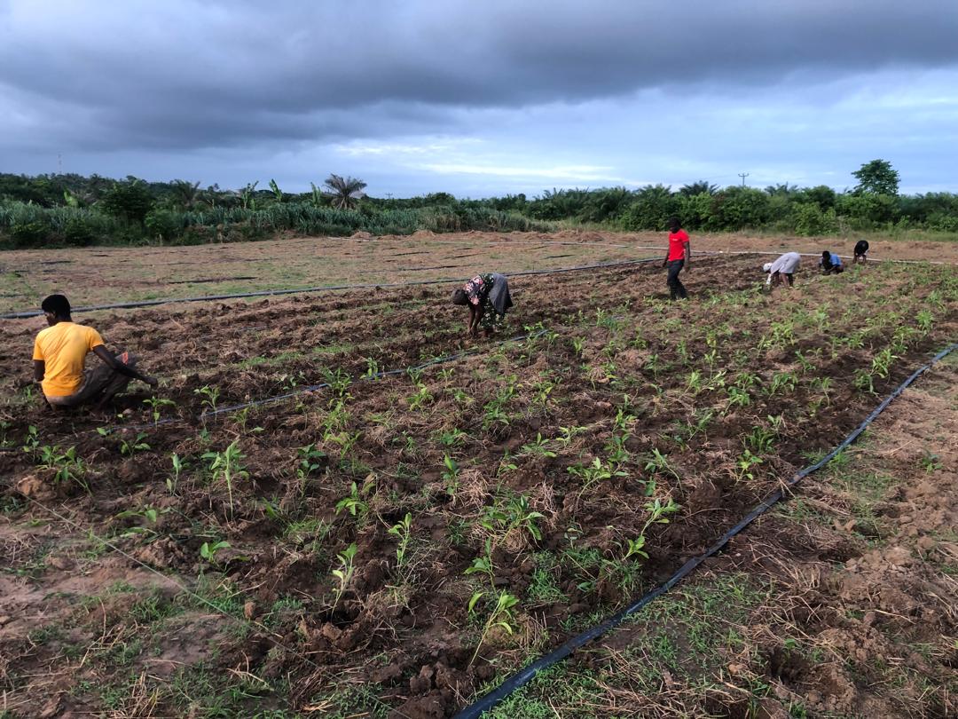📢 Advocacy & Community Engagement